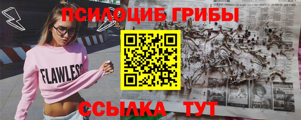 Кингисепп  Псилоцибиновые грибы Psilocybine cubensis  Вход с VPN 